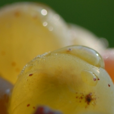 Riesling Morgentau ANT 0988